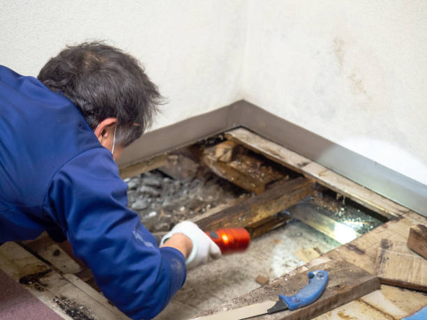 Best Professional Mold Removal  in Mogul, NV