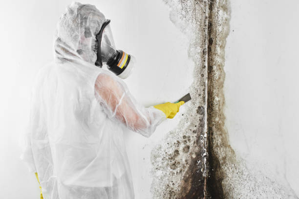 Best Crawl Space Mold Removal  in Mogul, NV