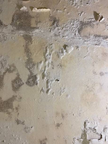 Best Mold Removal Company Near Me  in Mogul, NV
