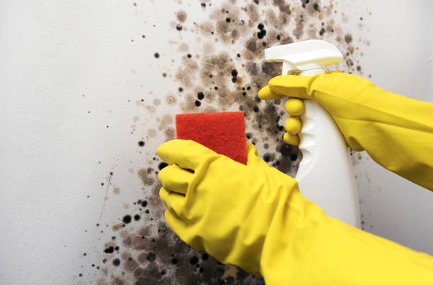Best Toxic Mold Removal  in Mogul, NV