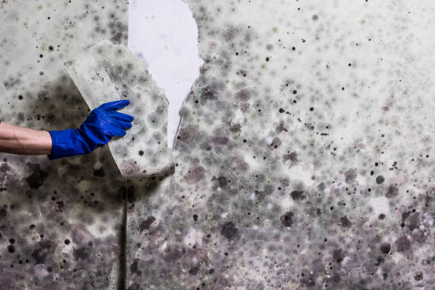 Best Mold Removal Company Near Me  in Mogul, NV